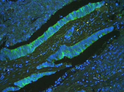 Anti-ATP5G1,2,3/ATP5MC1,2,3 Antibody Picoband® Boster Bio