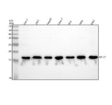 Anti-RPL27 Antibody Picoband® Boster Bio
