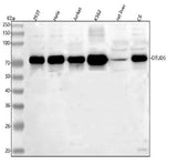 Anti-OTUD5 Antibody Picoband® Boster Bio