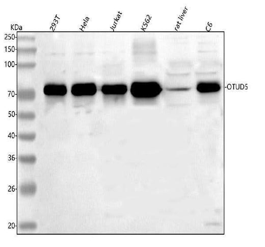 Anti-OTUD5 Antibody Picoband® Boster Bio