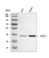 Anti-TWF2 Antibody Picoband® Boster Bio