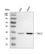 Anti-TWF2 Antibody Picoband® Boster Bio