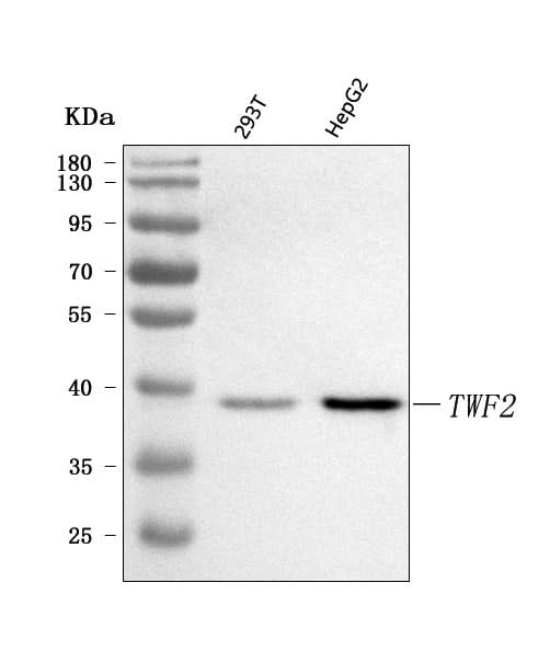 Anti-TWF2 Antibody Picoband® Boster Bio