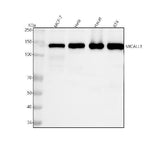 Anti-MICALL1 Antibody Picoband® Boster Bio