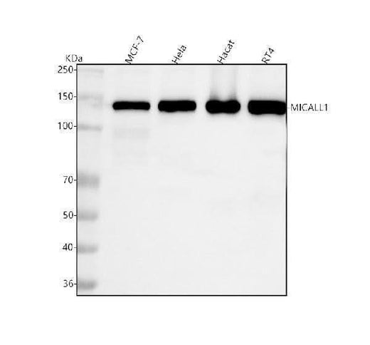 Anti-MICALL1 Antibody Picoband® Boster Bio