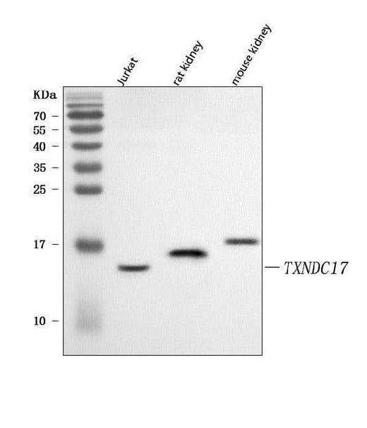 Anti-TXNDC17 Antibody Picoband® Boster Bio