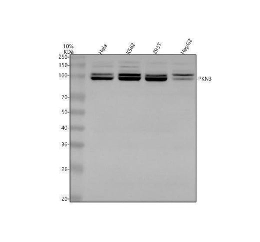 Anti-PKN3 Antibody Picoband® Boster Bio