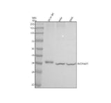 Anti-SLC25A27 Antibody Picoband® Boster Bio