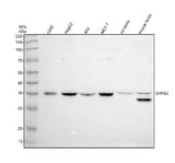 Anti-ENOSF1 Antibody Picoband® Boster Bio