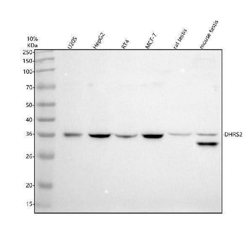 Anti-ENOSF1 Antibody Picoband® Boster Bio