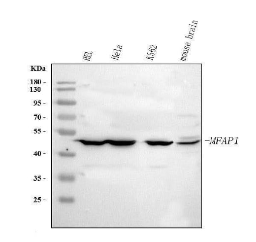 Anti-MFAP1 Antibody Picoband® Boster Bio