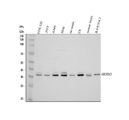 Anti-HEXIM2 Antibody Picoband® Boster Bio