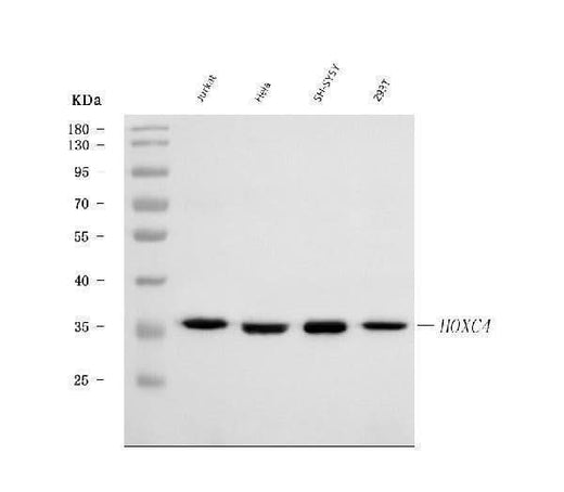 Anti-HOXC4 Antibody Picoband® Boster Bio