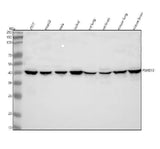Anti-PSMD13 Antibody Picoband® Boster Bio