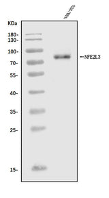 Anti-Nfe2l3 Antibody Picoband® Boster Bio
