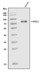 Anti-Nfe2l3 Antibody Picoband® Boster Bio