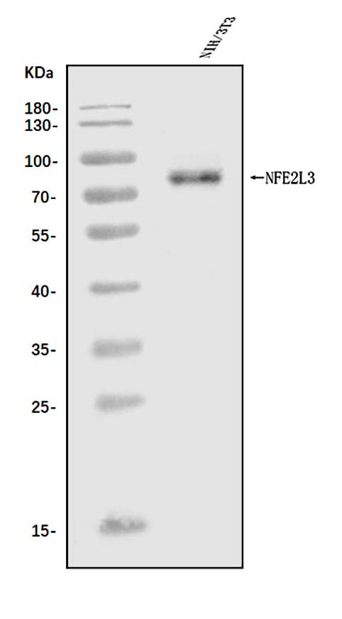 Anti-Nfe2l3 Antibody Picoband® Boster Bio