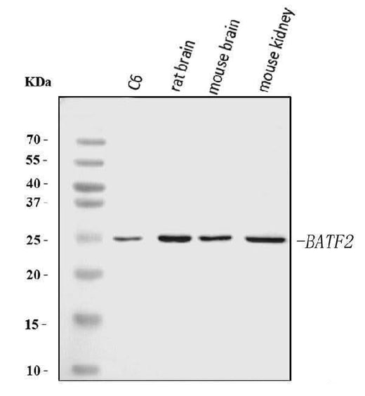 Anti-Batf2 Antibody Picoband® Boster Bio