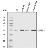 Anti-Batf2 Antibody Picoband® Boster Bio