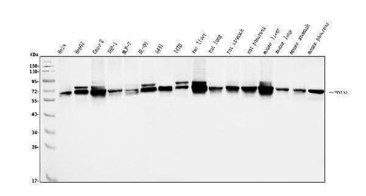 Anti-PDIA5 Antibody Picoband® Boster Bio