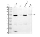 Anti-TGM4 Antibody Picoband® Boster Bio