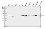Anti-TSTA3/GFUS Antibody Picoband® Boster Bio