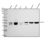 Anti-H2AFY2/MACROH2A2 Antibody Picoband® Boster Bio