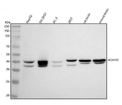 Anti-H2AFY2/MACROH2A2 Antibody Picoband® Boster Bio