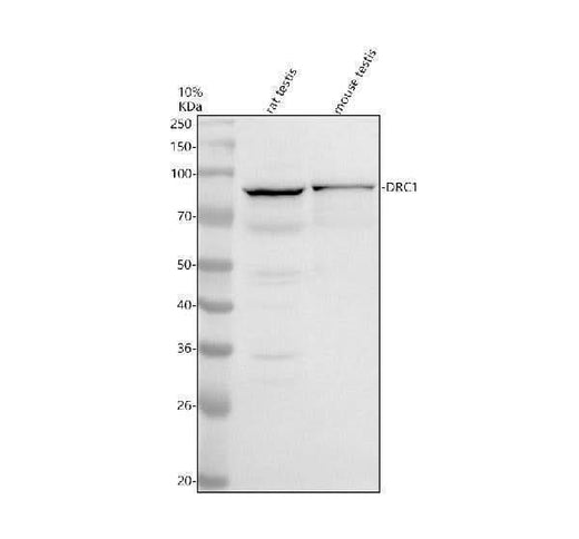 Anti-DRC1 Antibody Picoband® Boster Bio