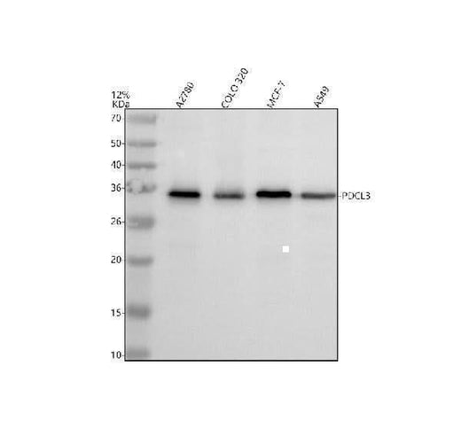 Anti-PDCL3 Antibody Picoband® Boster Bio