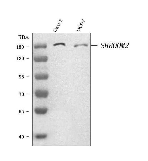 Anti-SHROOM2 Antibody Picoband® Boster Bio