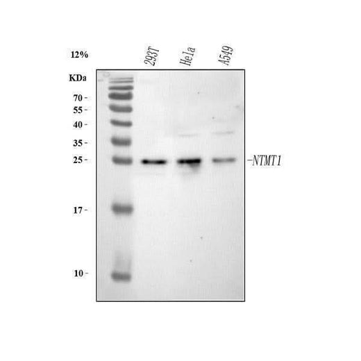 Anti-METTL11A/NTMT1 Antibody Picoband® Boster Bio
