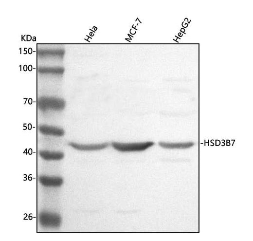 Anti-HSD3B7 Antibody Picoband® Boster Bio