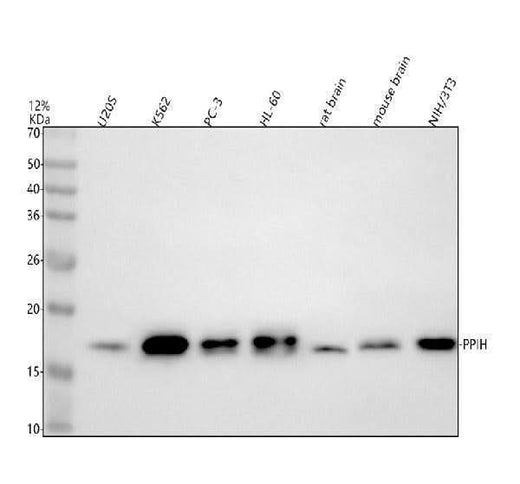 Anti-PPIH Antibody Picoband® Boster Bio
