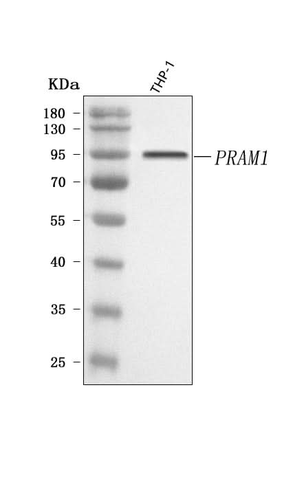 Anti-PRAM1 Antibody Picoband® Boster Bio