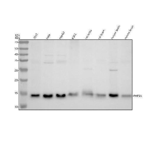 Anti-PHF5A Antibody Picoband® Boster Bio