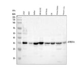 Anti-P15RS/RPRD1A Antibody Picoband® Boster Bio