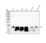 Anti-RPS21 Antibody Picoband® Boster Bio