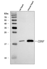 Anti-CDNF Antibody Picoband® Boster Bio