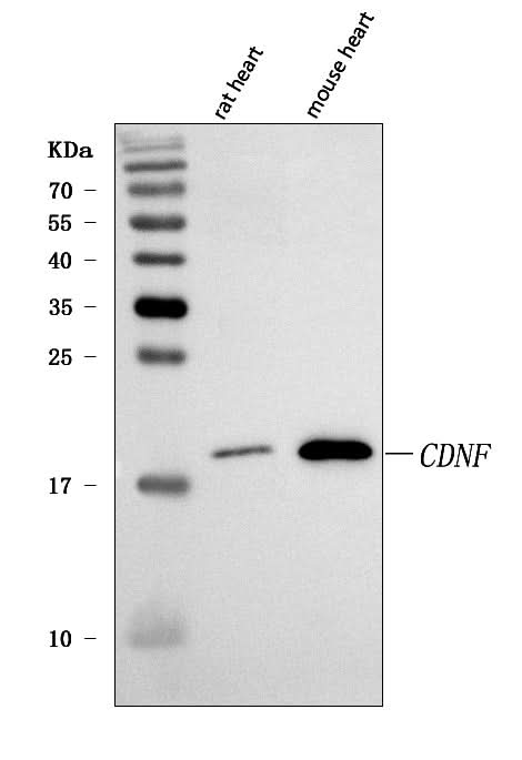 Anti-CDNF Antibody Picoband® Boster Bio