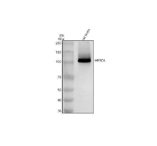 Anti-HERC4 Antibody Picoband® Boster Bio
