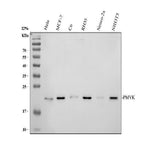 Anti-PMVK Antibody Picoband® Boster Bio