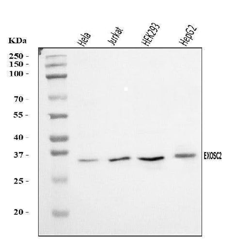 Anti-RRP4/EXOSC2 Antibody Picoband® Boster Bio