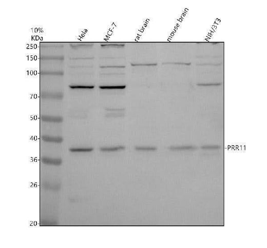 Anti-PRR11 Antibody Picoband® Boster Bio