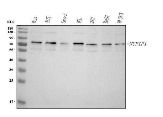 Anti-NUFIP1 Antibody Picoband® Boster Bio