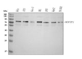 Anti-NUFIP1 Antibody Picoband® Boster Bio