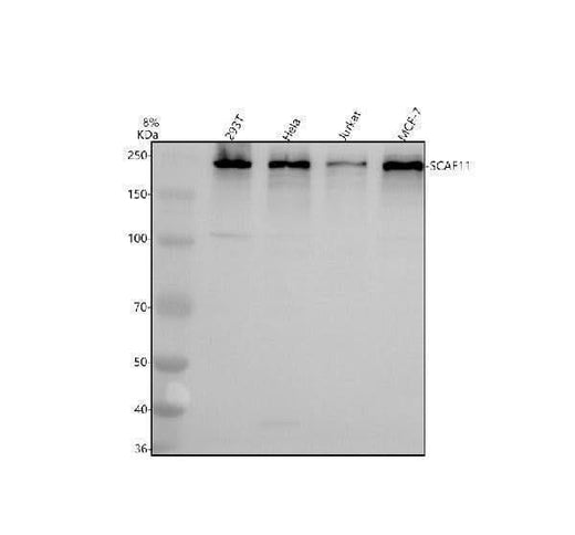 Anti-SFRS2IP/SCAF11 Antibody Picoband® Boster Bio