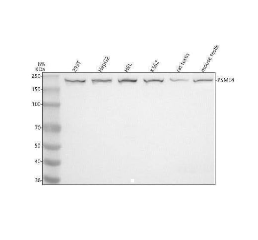 Anti-PSME4 Antibody Picoband® Boster Bio