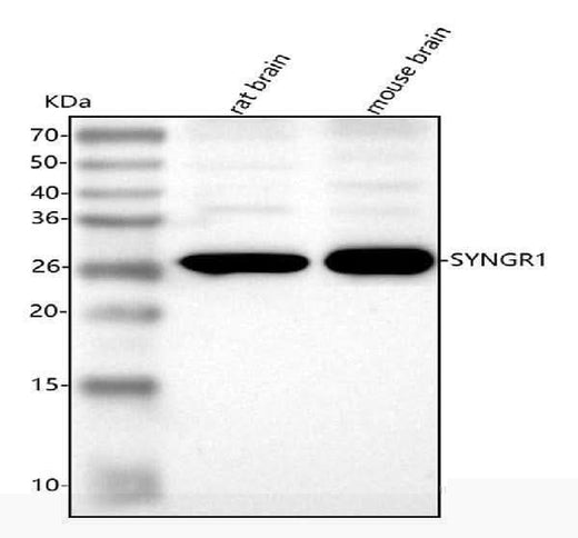 Anti-Synaptogyrin 1 Antibody Picoband® Boster Bio