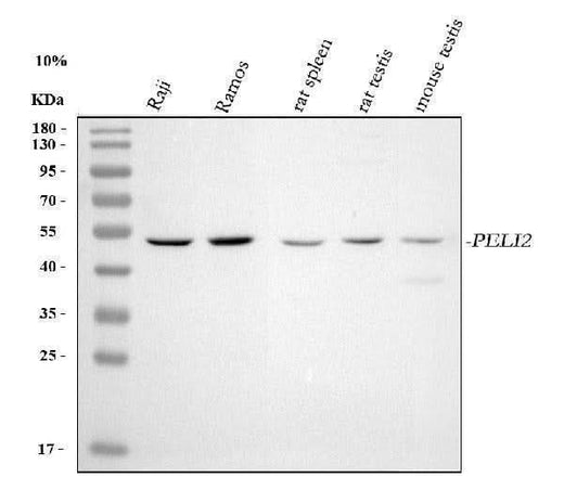 Anti-PELI2 Antibody Picoband® Boster Bio